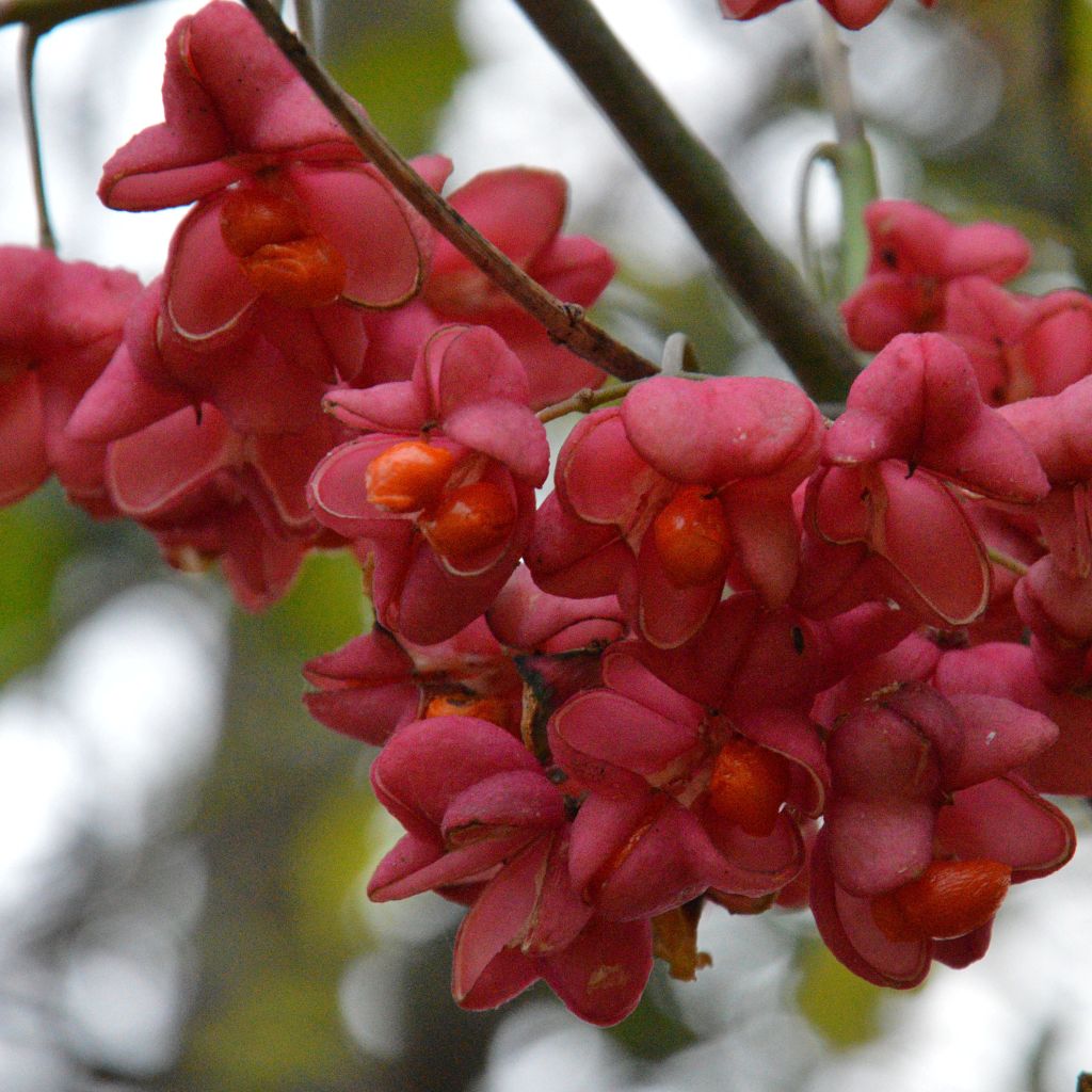 Euonymus europaeus Red Cascade - European Spindle