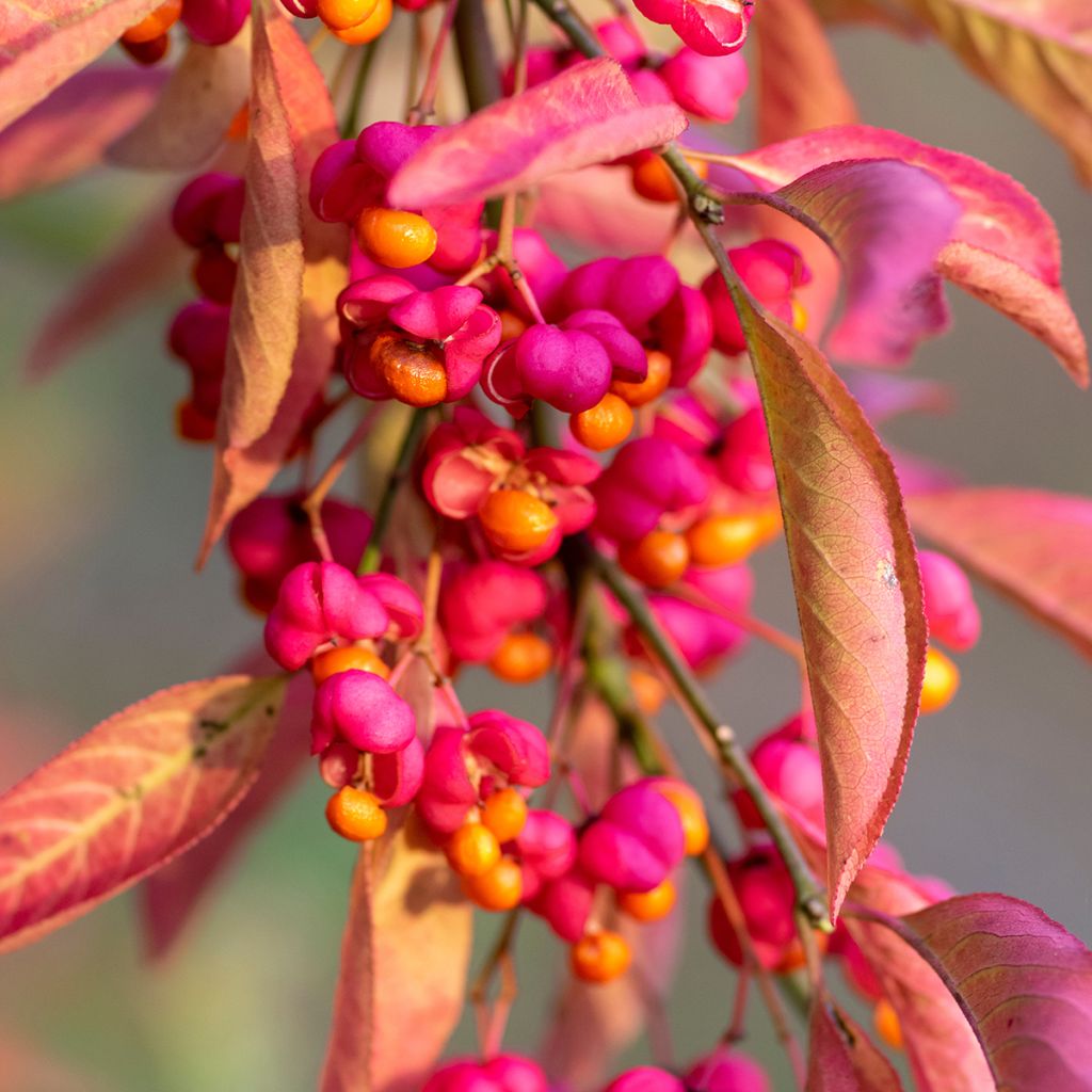 Euonymus europaeus Red Cascade - European Spindle