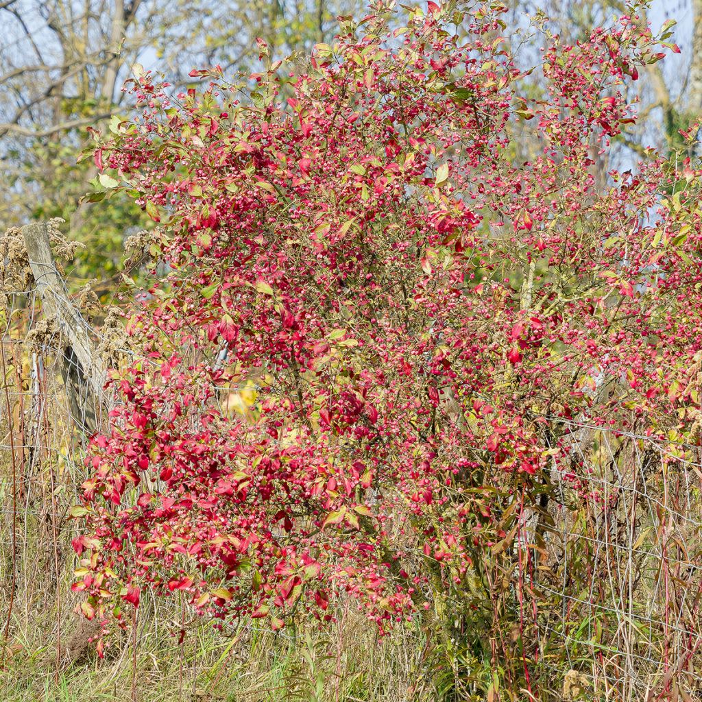 Euonymus europaeus Red Cascade - European Spindle