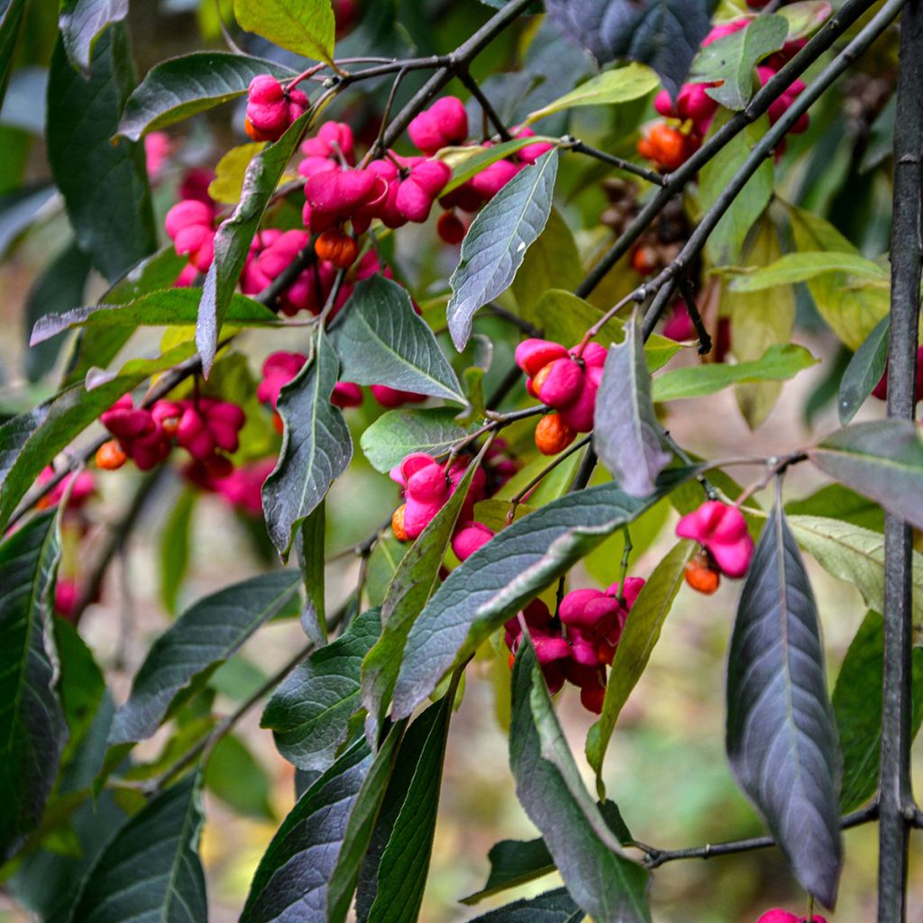 Euonymus europaeus Red Cascade - European Spindle