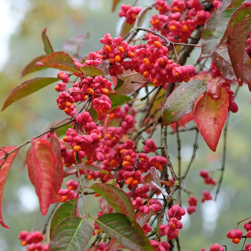 Euonymus europaeus Red Cascade - European Spindle