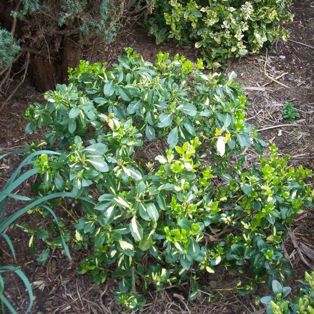 Euonymus fortunei Blondy - Spindle