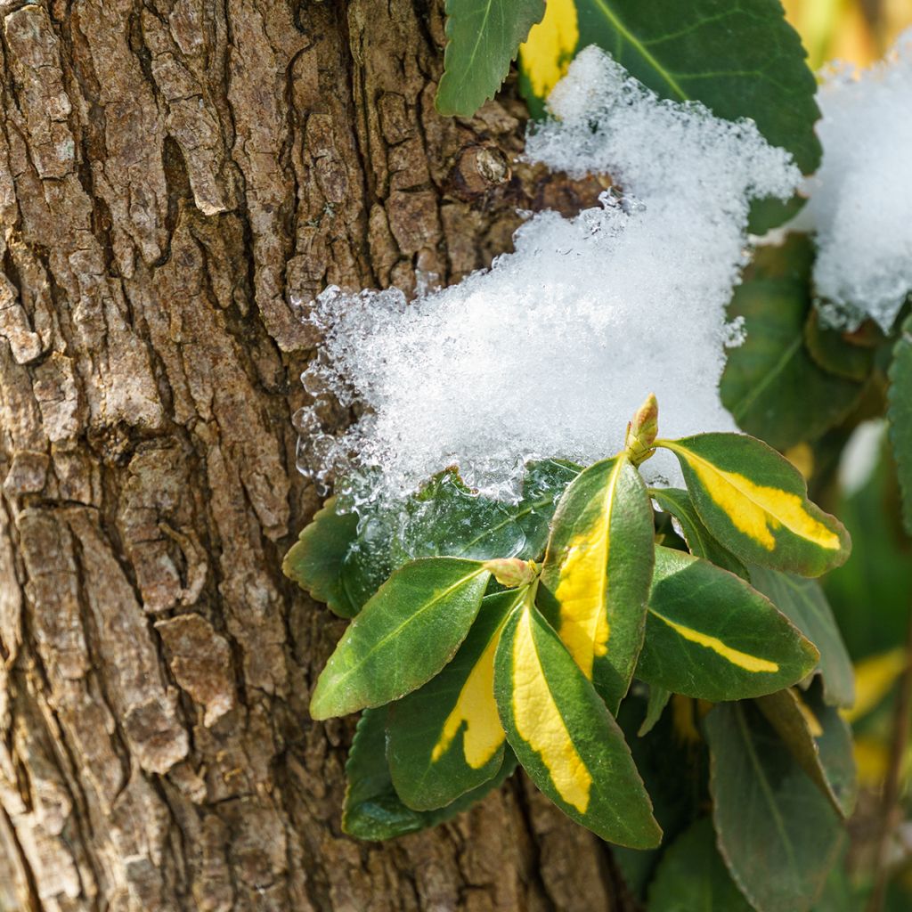 Euonymus fortunei Blondy - Spindle