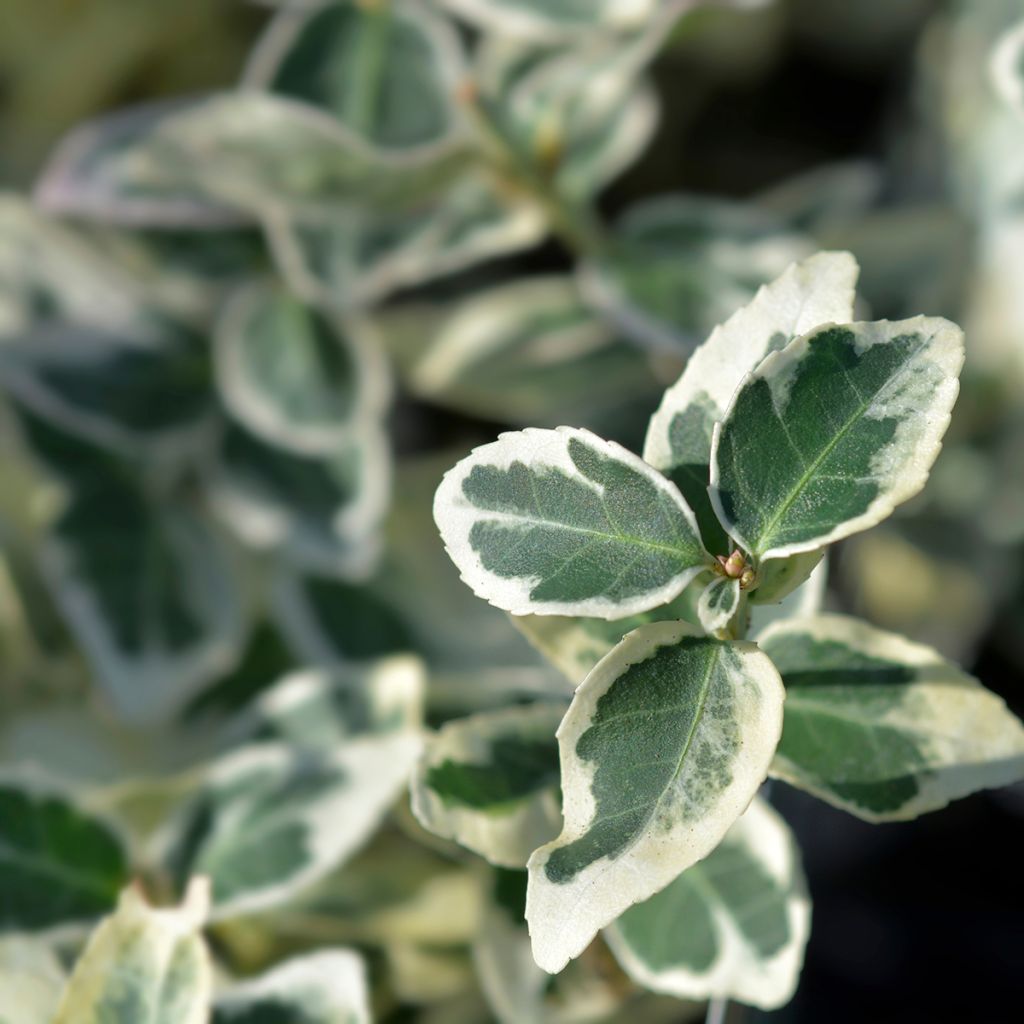 Euonymus fortunei Dans Delight - Spindle