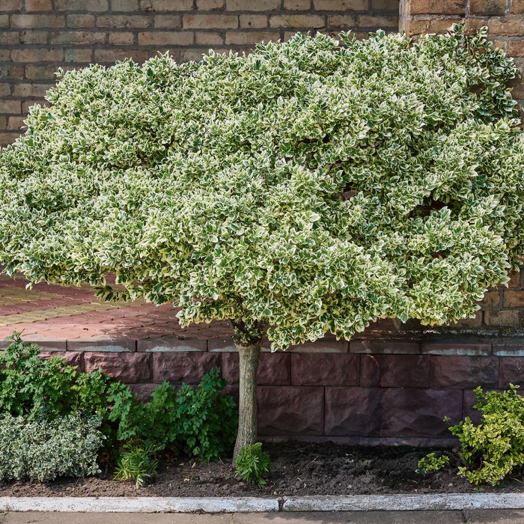 Euonymus fortunei Emerald Gaiety - Spindle