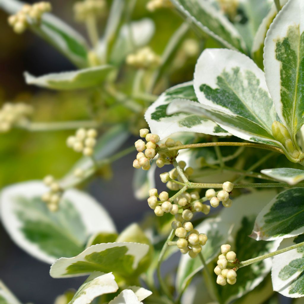 Euonymus fortunei Emerald Gaiety - Spindle