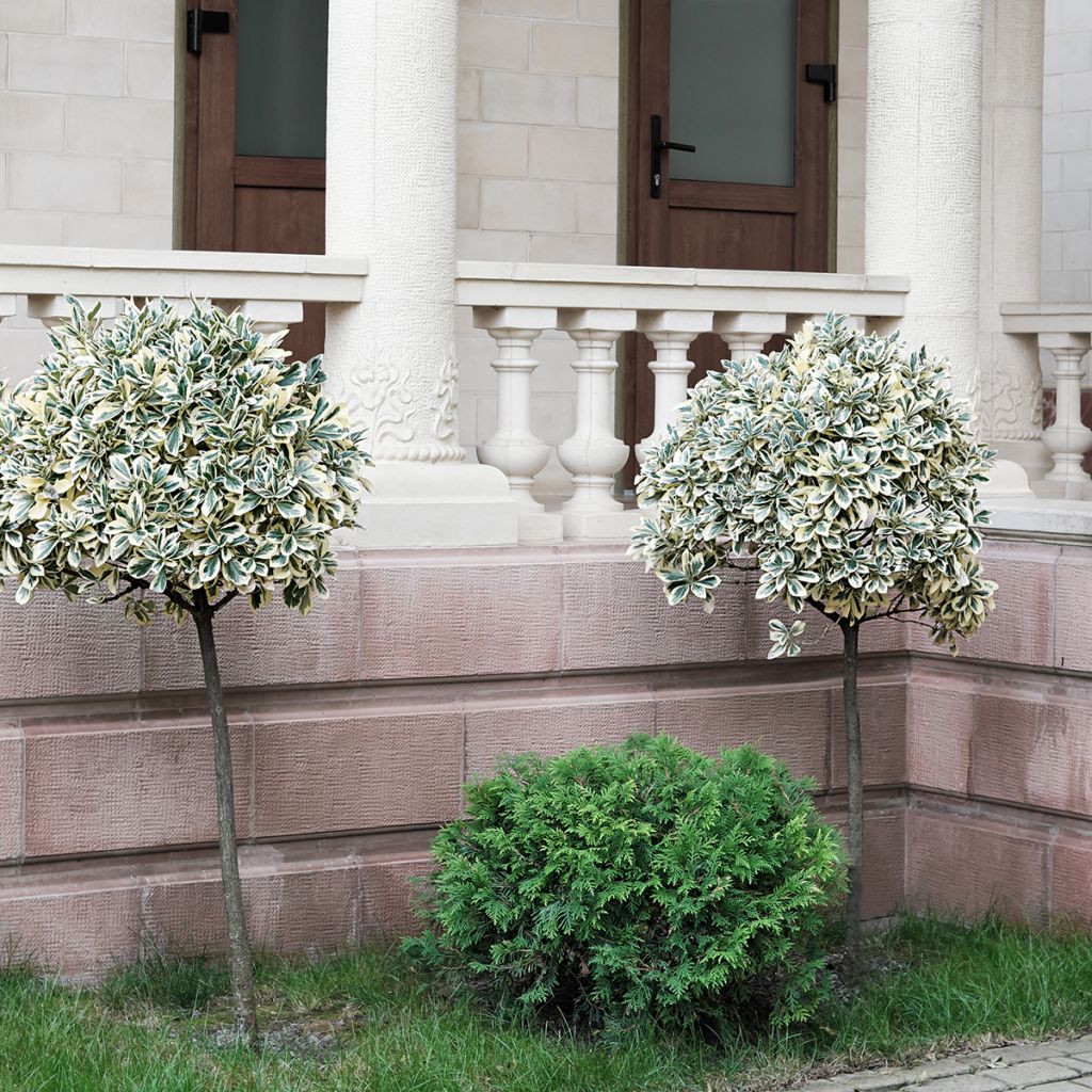 Euonymus fortunei Emerald Gaiety - Spindle