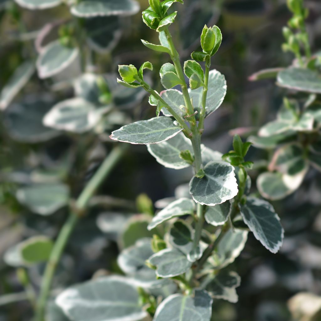 Euonymus fortunei Emerald Gaiety - Spindle
