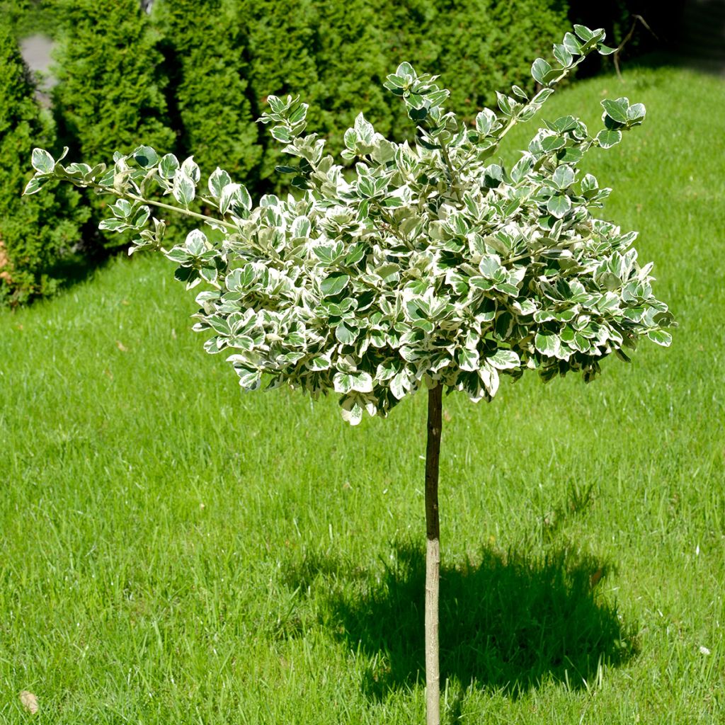 Euonymus fortunei Emerald Gaiety - Spindle