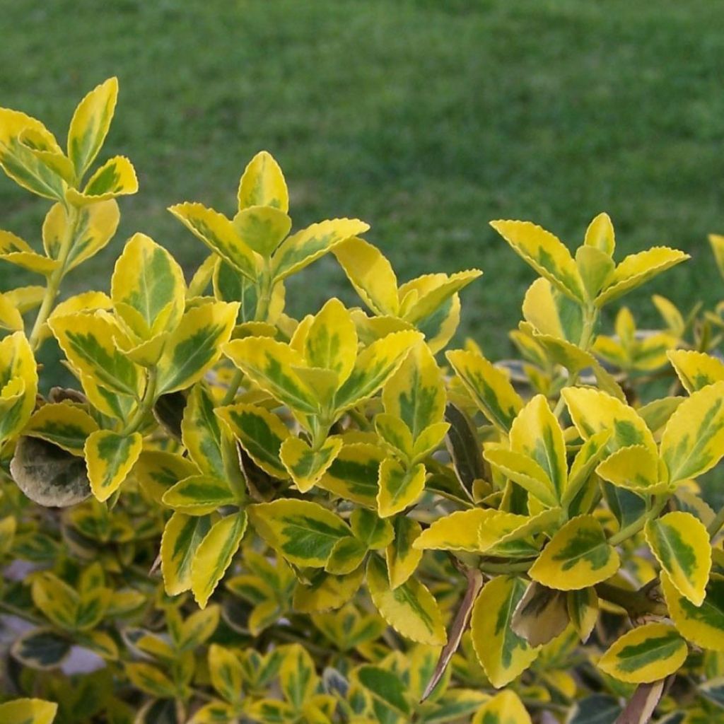 Euonymus fortunei Emerald n gold - Spindle