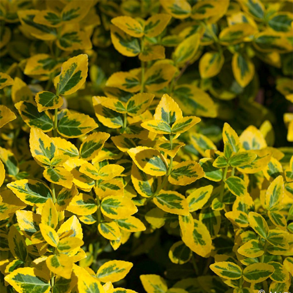 Euonymus fortunei Emerald n gold - Spindle