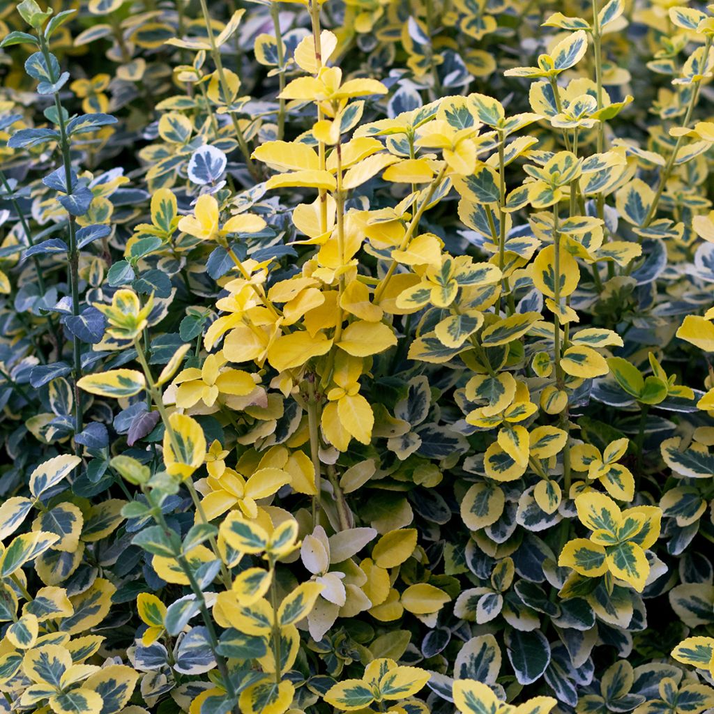 Euonymus fortunei Emerald n gold - Spindle