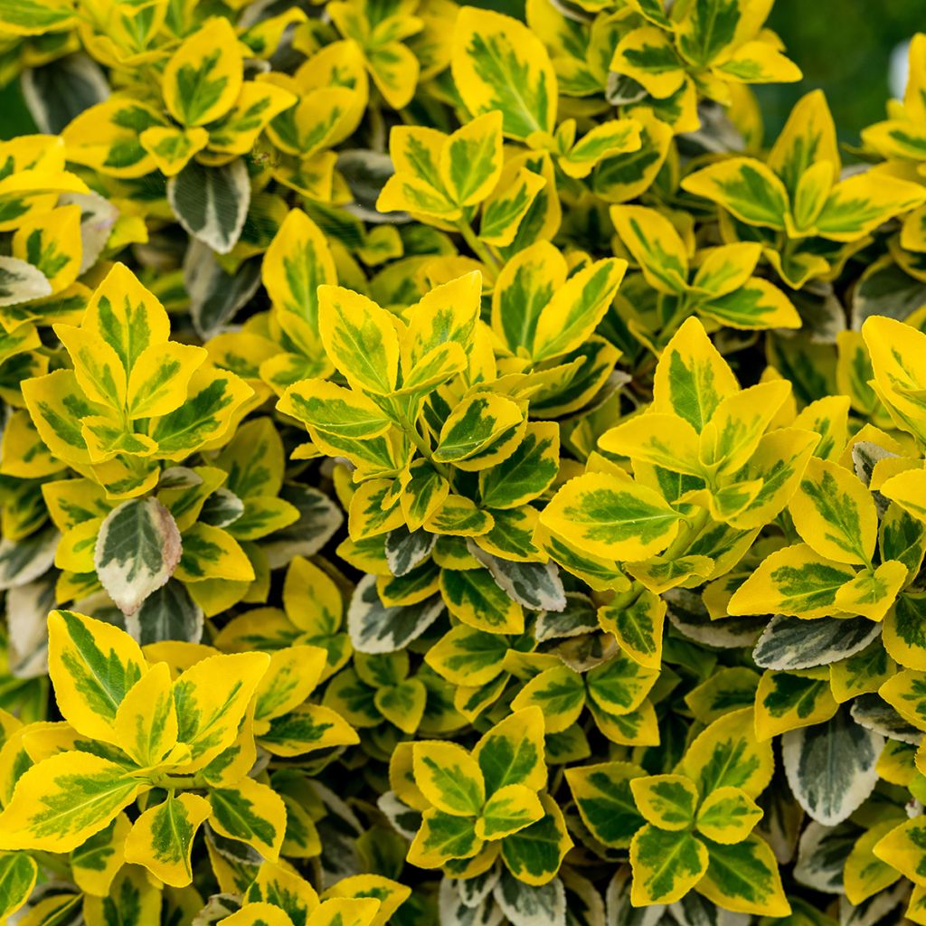 Euonymus fortunei Emerald n gold - Spindle