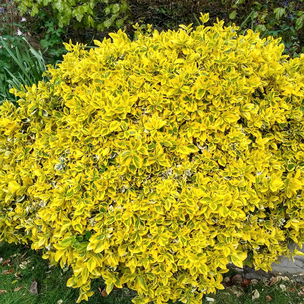Euonymus fortunei Emerald n gold - Spindle