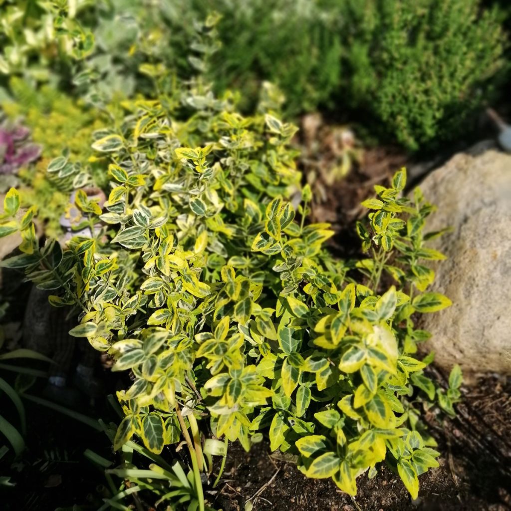 Euonymus fortunei Emerald n gold - Spindle
