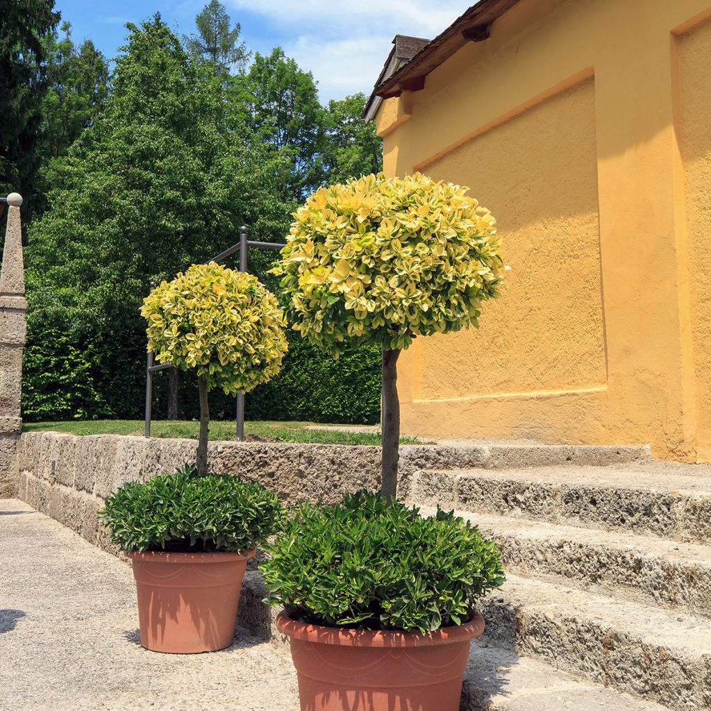 Euonymus fortunei Emerald n gold - Spindle