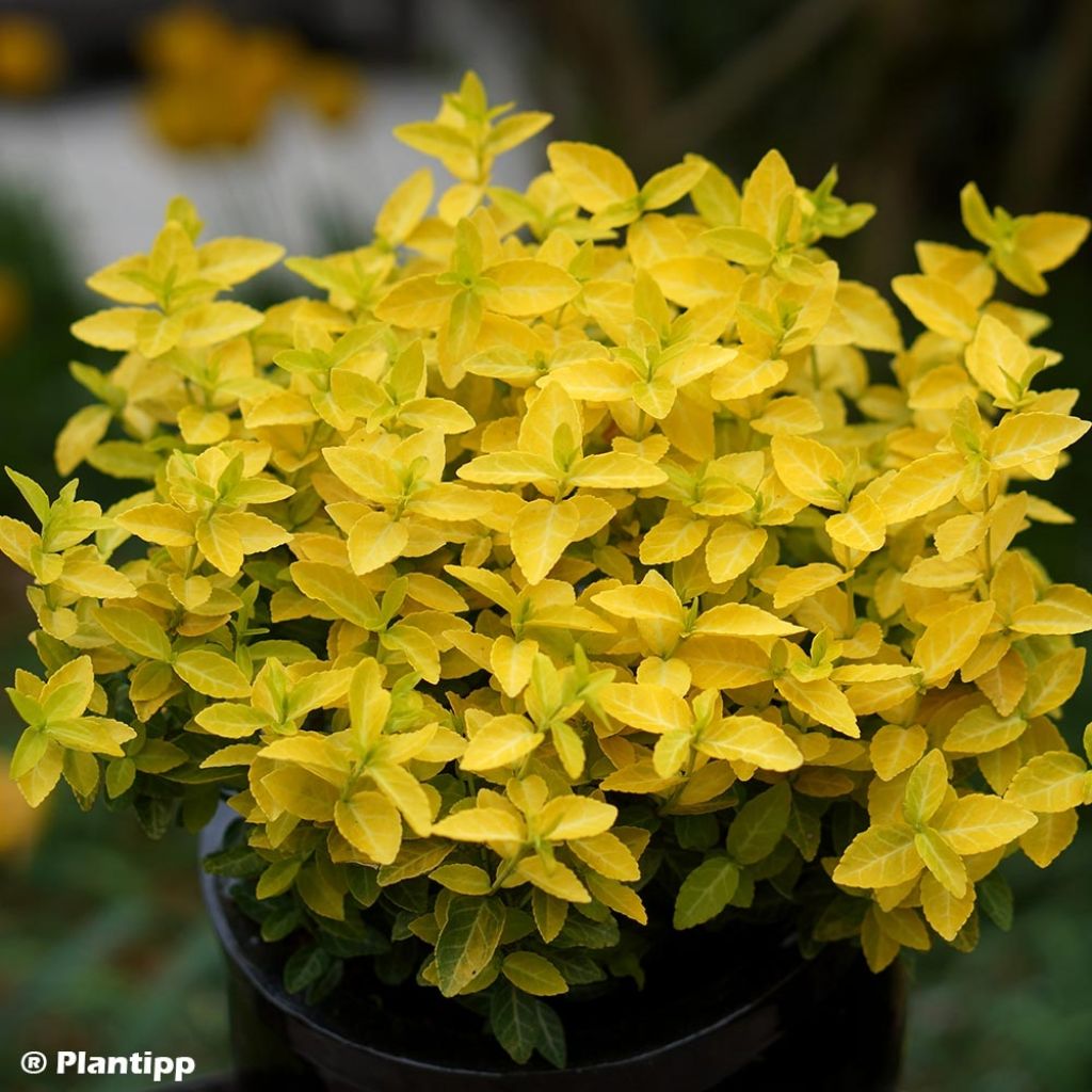 Euonymus fortunei Goldy - Spindle