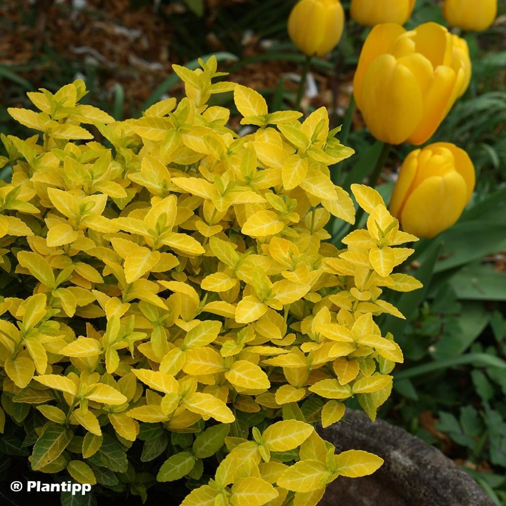 Euonymus fortunei Goldy - Spindle