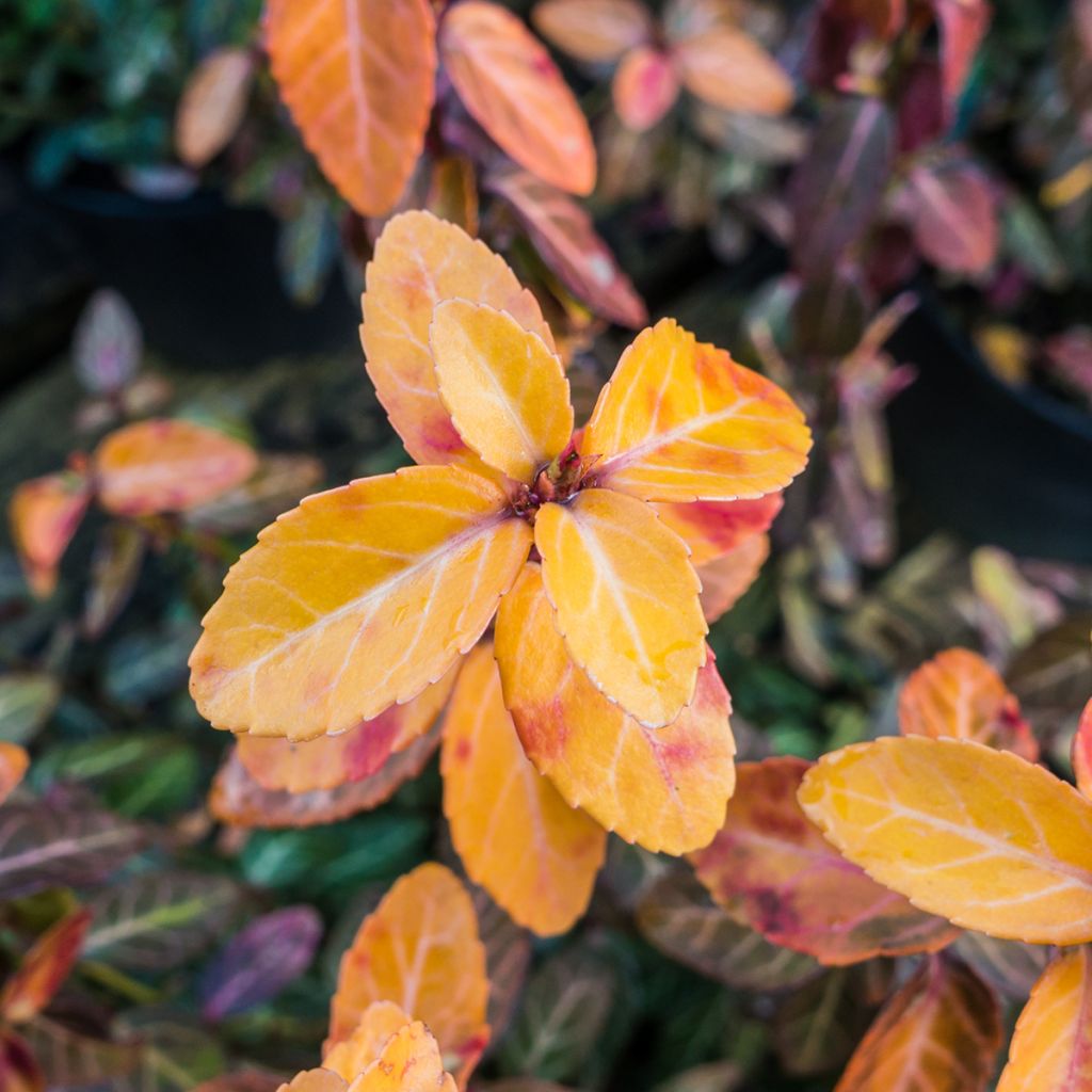 Euonymus fortunei Goldy - Spindle