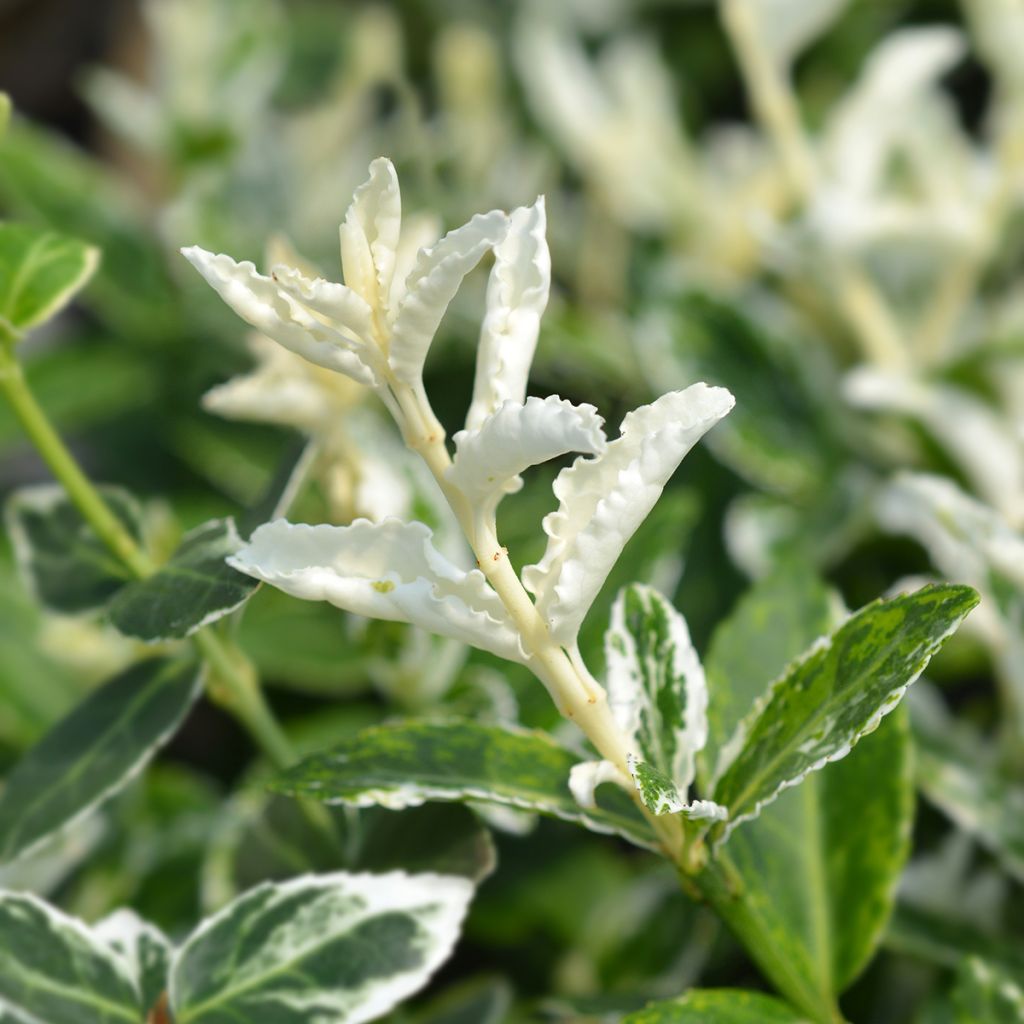 Euonymus fortunei Harlequin - Spindle