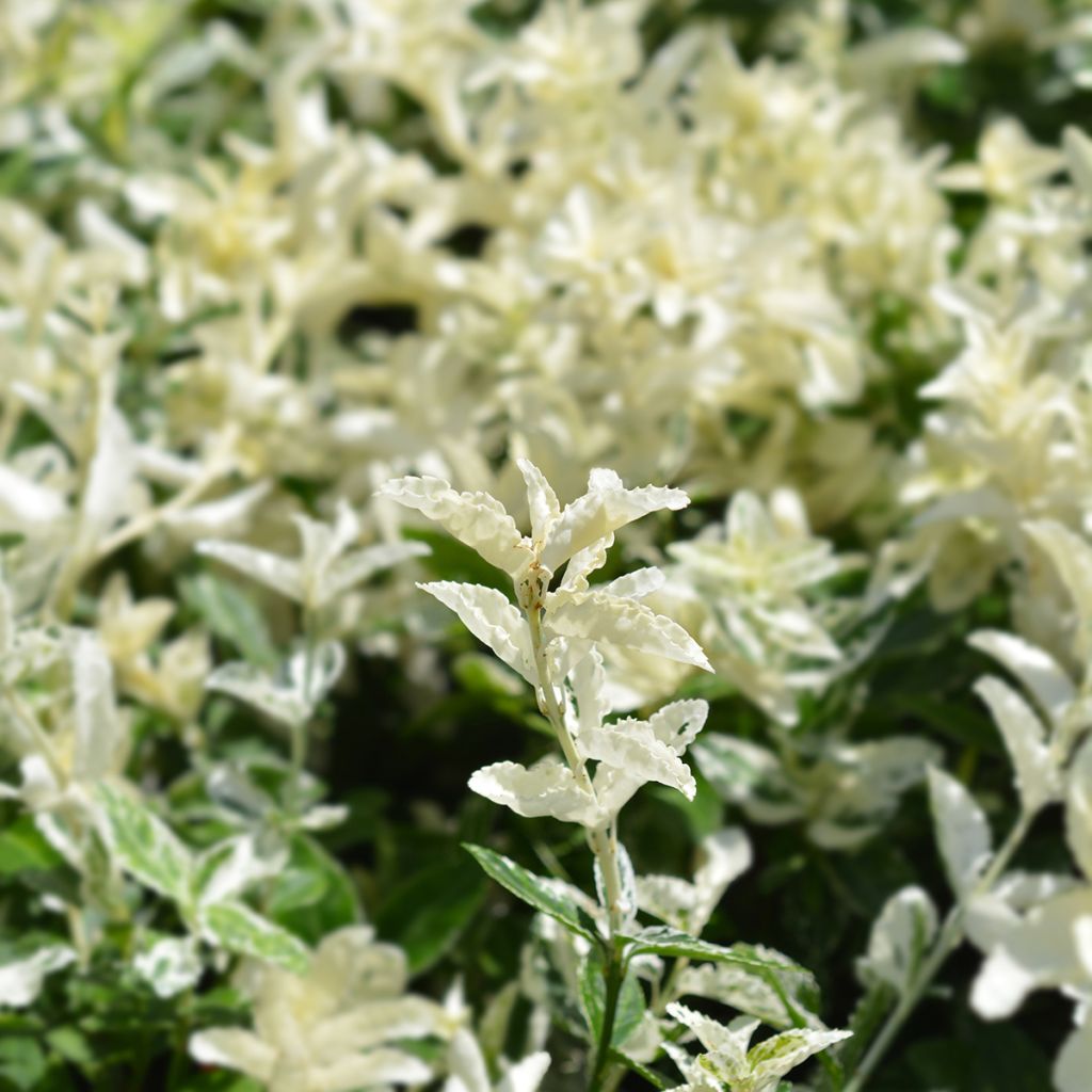 Euonymus fortunei Harlequin - Spindle