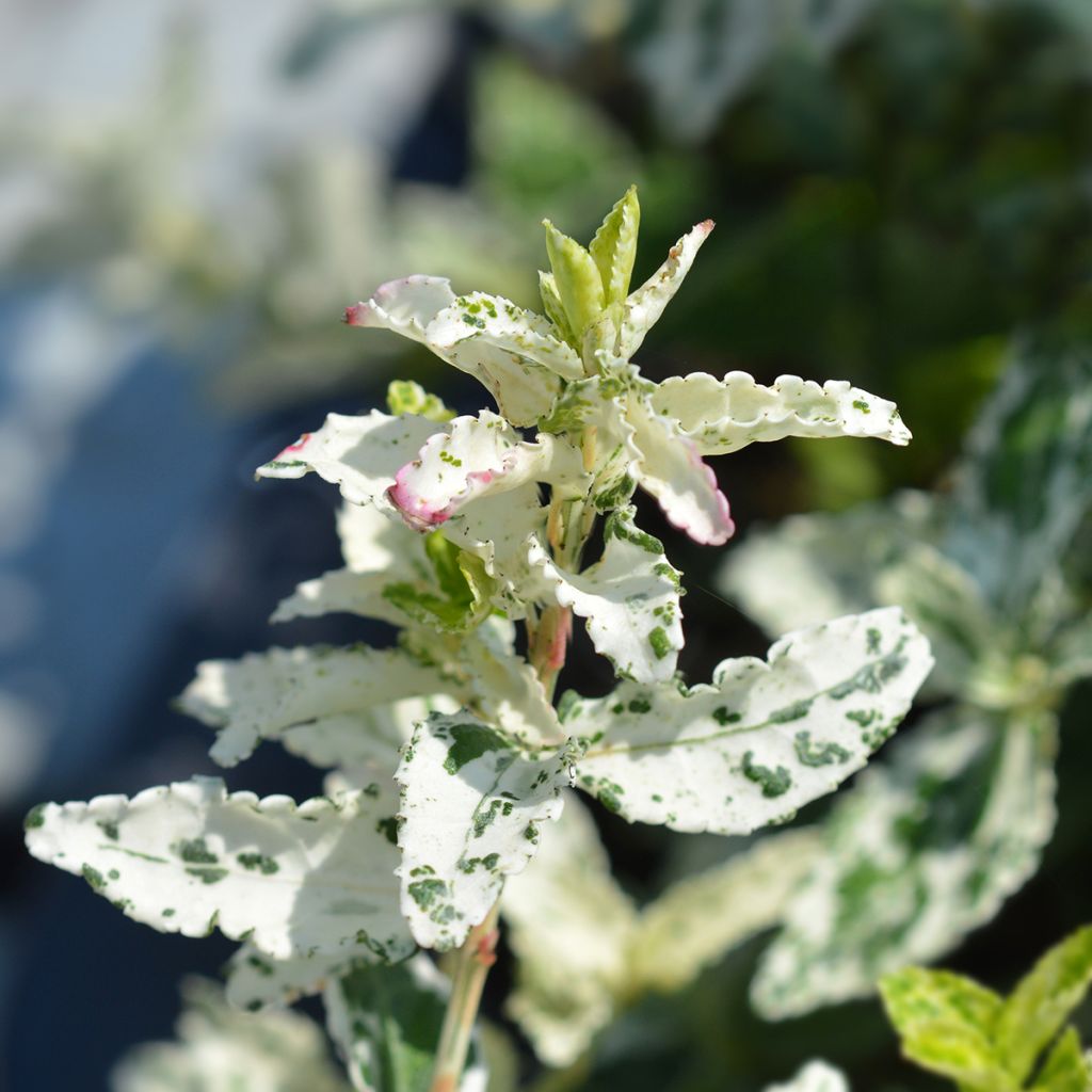 Euonymus fortunei Harlequin - Spindle