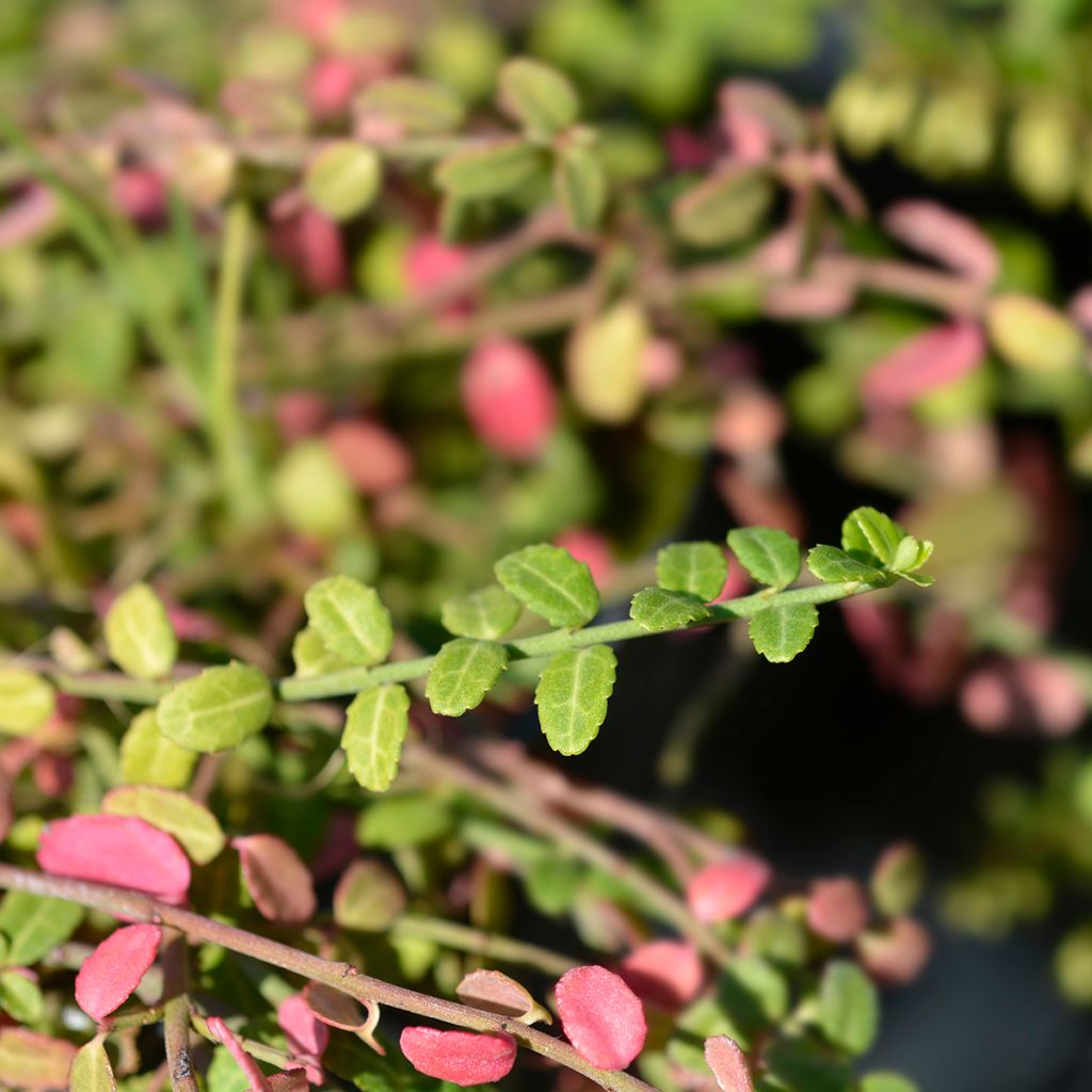 Euonymus fortunei Minimus - Spindle