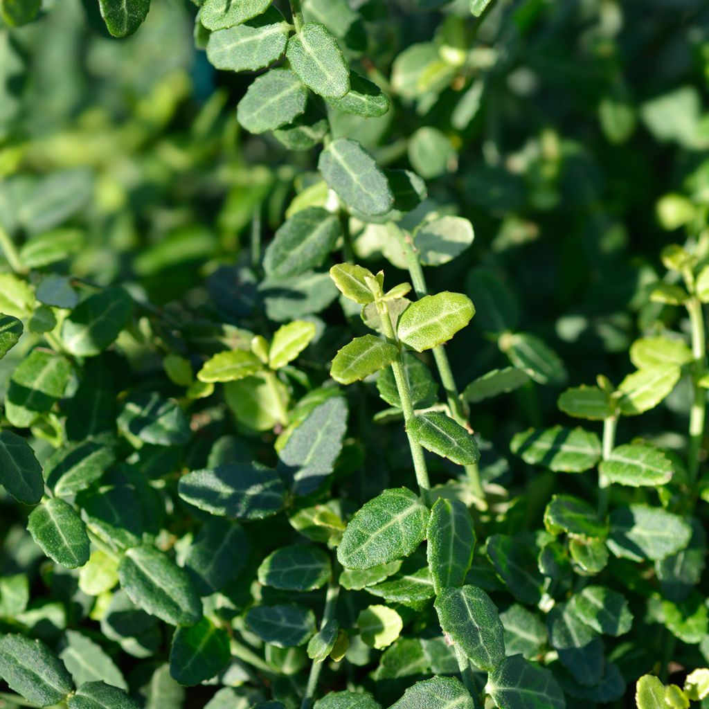 Euonymus fortunei Minimus - Spindle