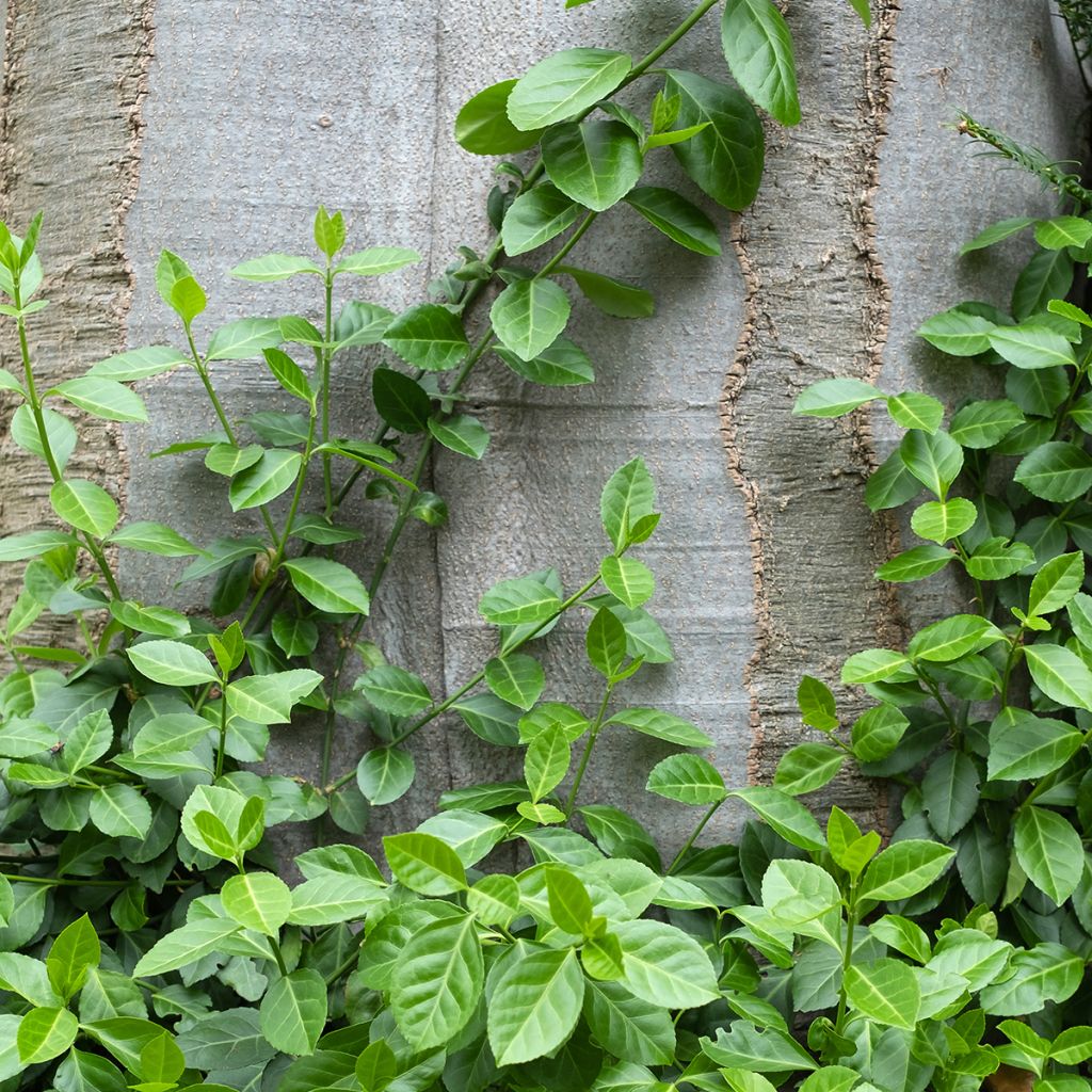 Euonymus fortunei Radicans - Spindle