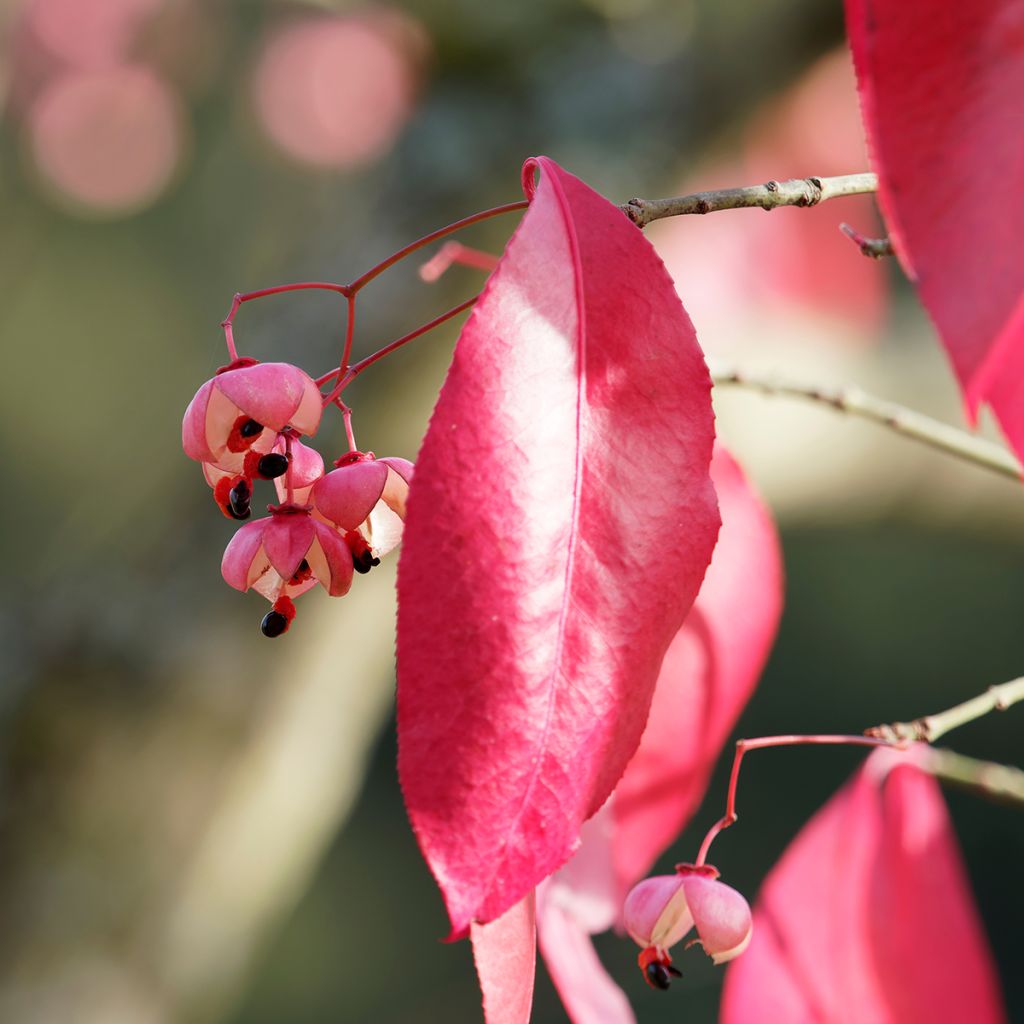 Euonymus grandiflorus Red Wine - Spindle