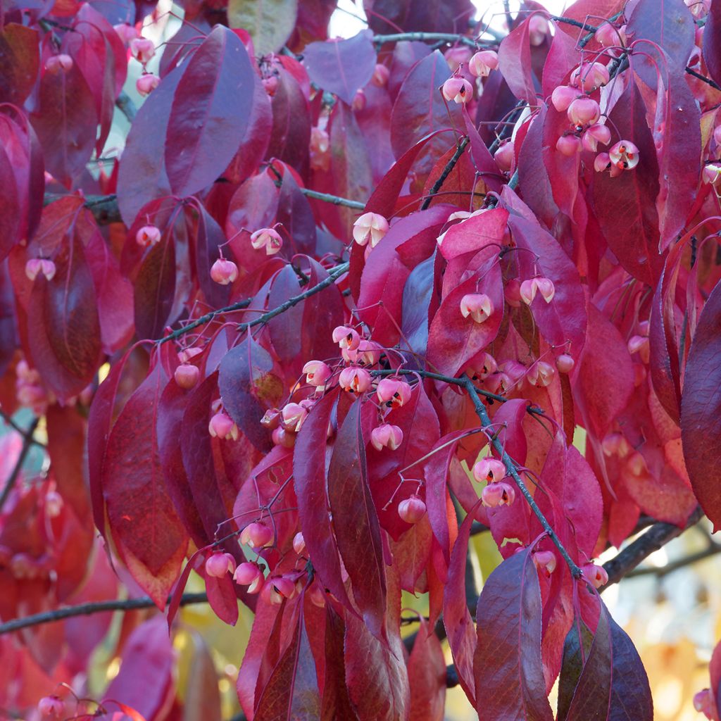 Euonymus grandiflorus Red Wine - Spindle
