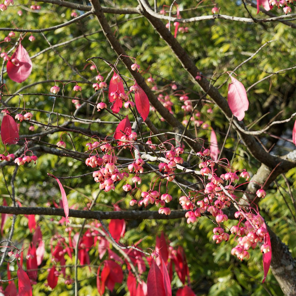 Euonymus grandiflorus Red Wine - Spindle