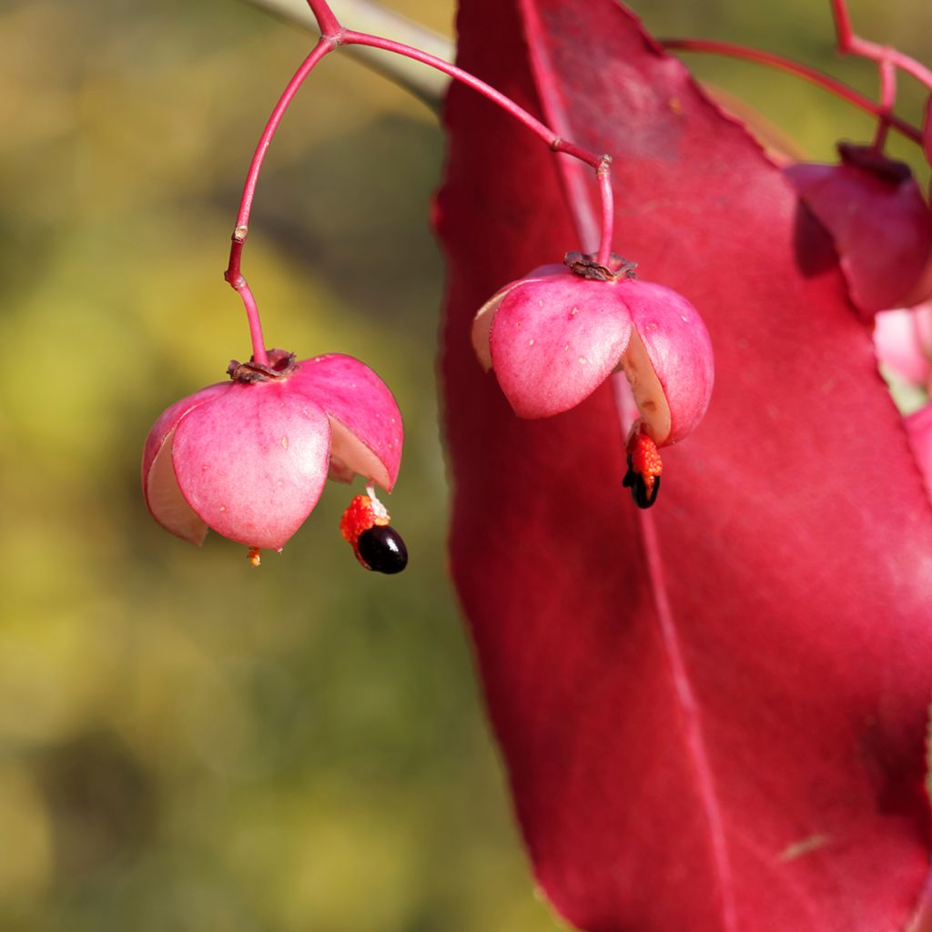 Euonymus grandiflorus Red Wine - Spindle