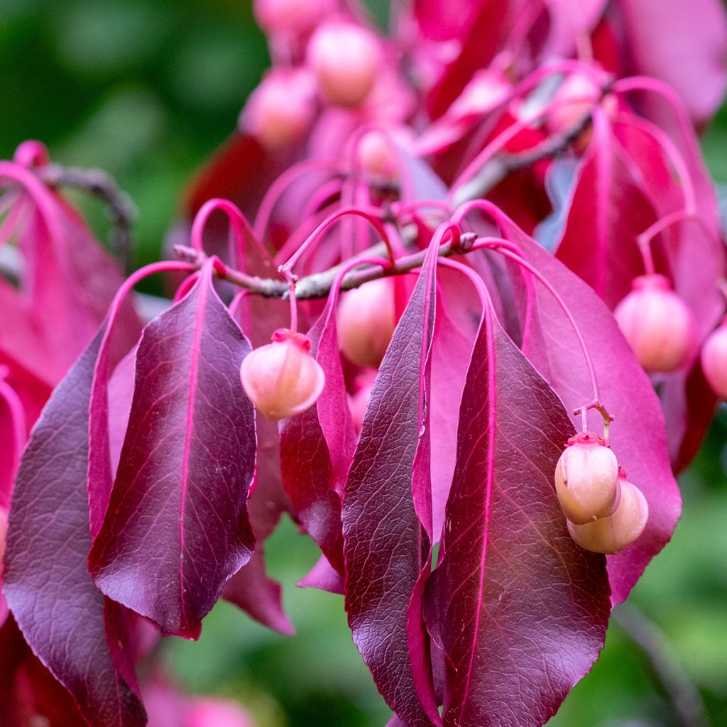 Euonymus grandiflorus Red Wine - Spindle