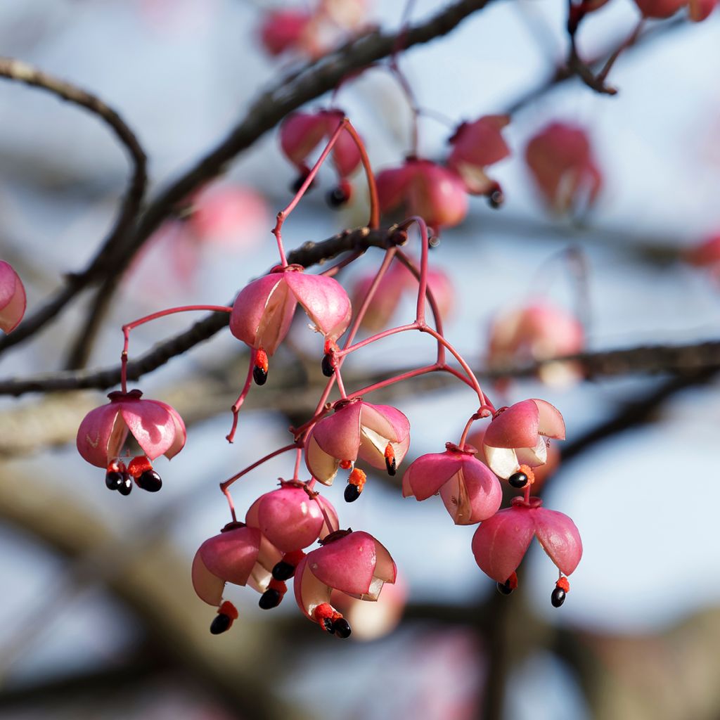 Euonymus grandiflorus Red Wine - Spindle