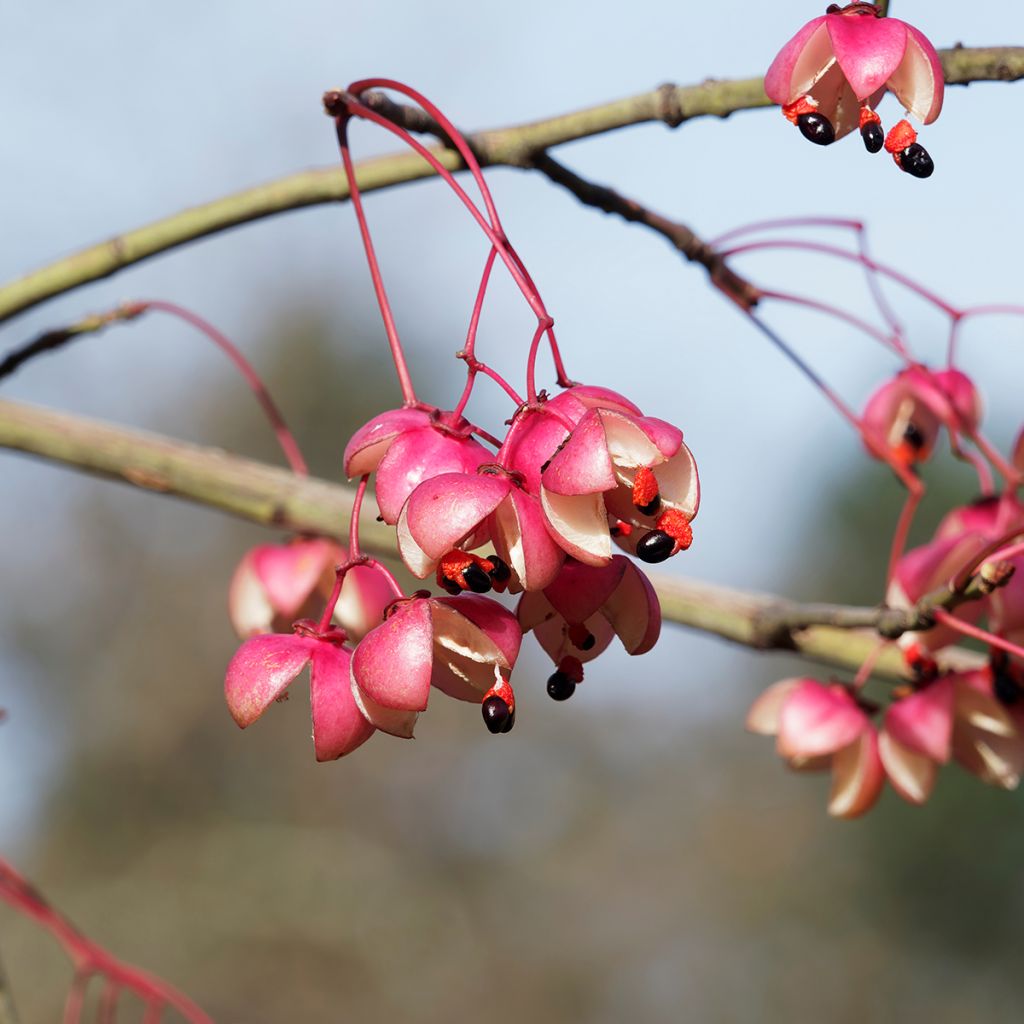 Euonymus grandiflorus Red Wine - Spindle