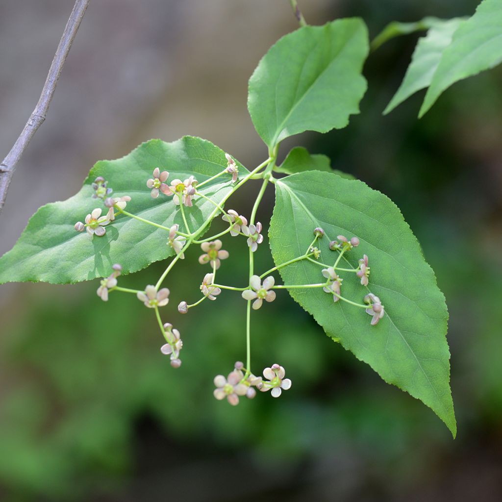 Euonymus maackii 