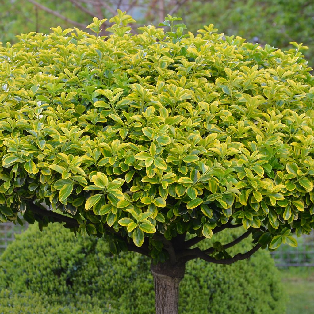 Euonymus japonicus Aureomarginatus - Japanese Spindle