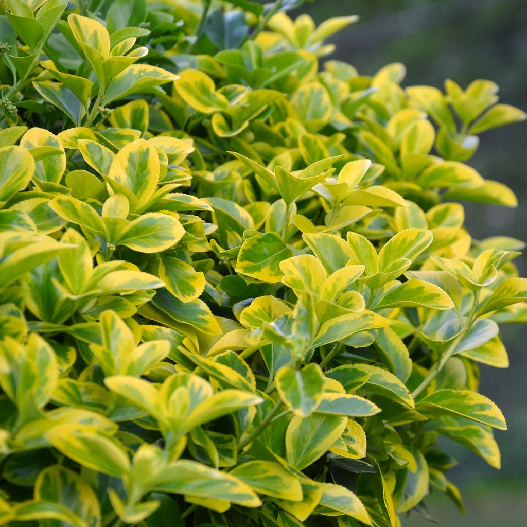 Euonymus japonicus Aureomarginatus - Japanese Spindle