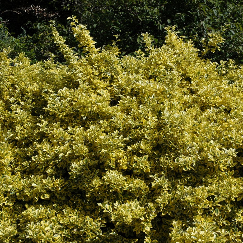 Euonymus japonicus Aureomarginatus - Japanese Spindle