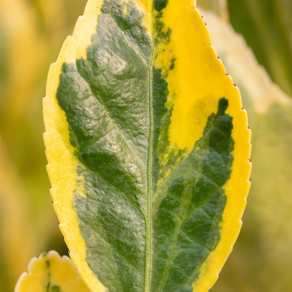 Euonymus japonicus Aureus - Japanese Spindle