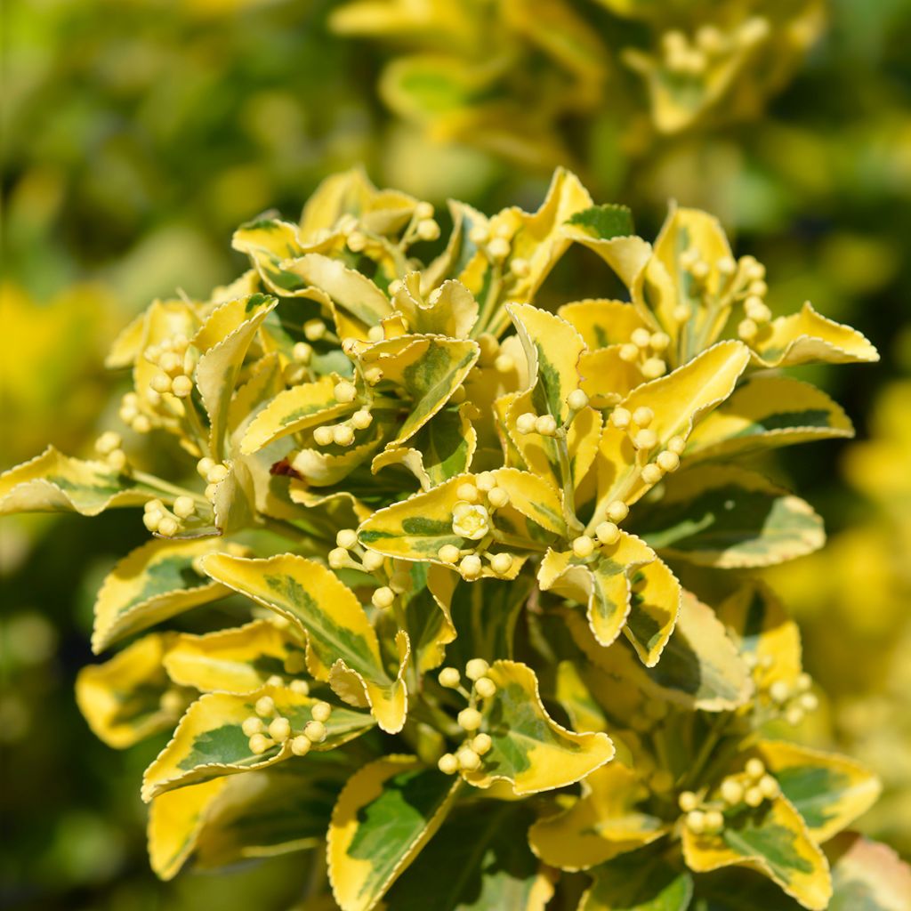 Euonymus japonicus Aureus - Japanese Spindle