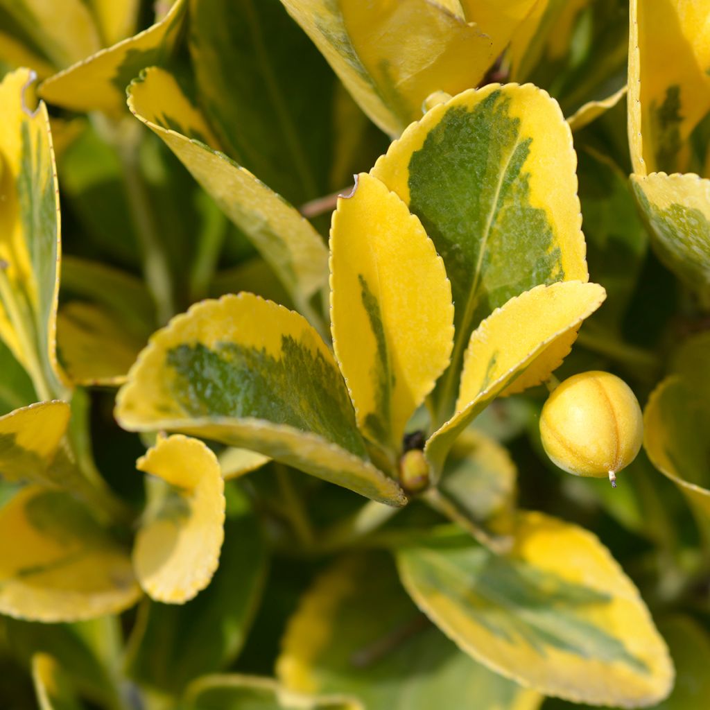 Euonymus japonicus Aureus - Japanese Spindle