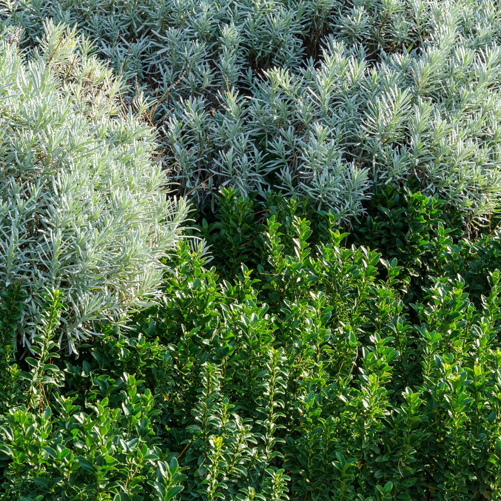 Euonymus japonicus Benkomasaki Erecta - Japanese Spindle