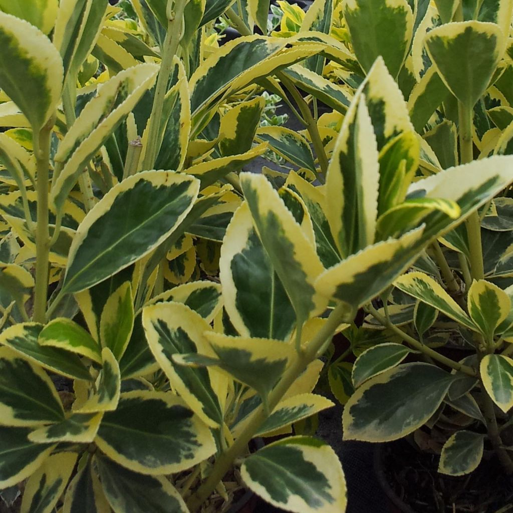 Euonymus japonicus Bravo - Japanese Spindle