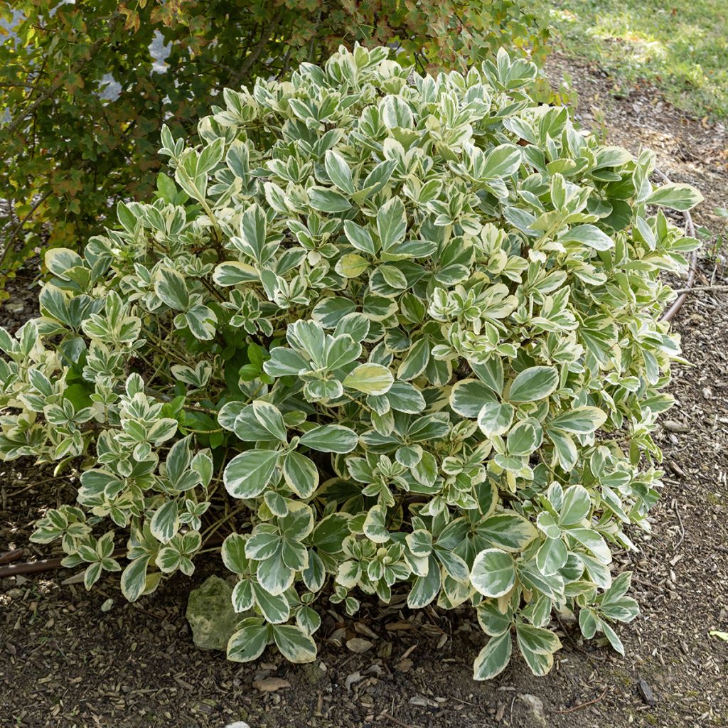 Euonymus japonicus Bravo - Japanese Spindle