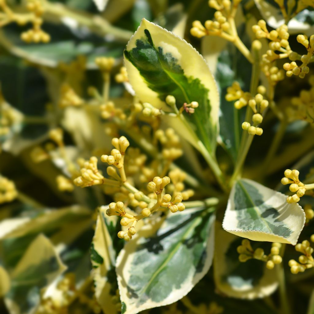 Euonymus japonicus Bravo - Japanese Spindle