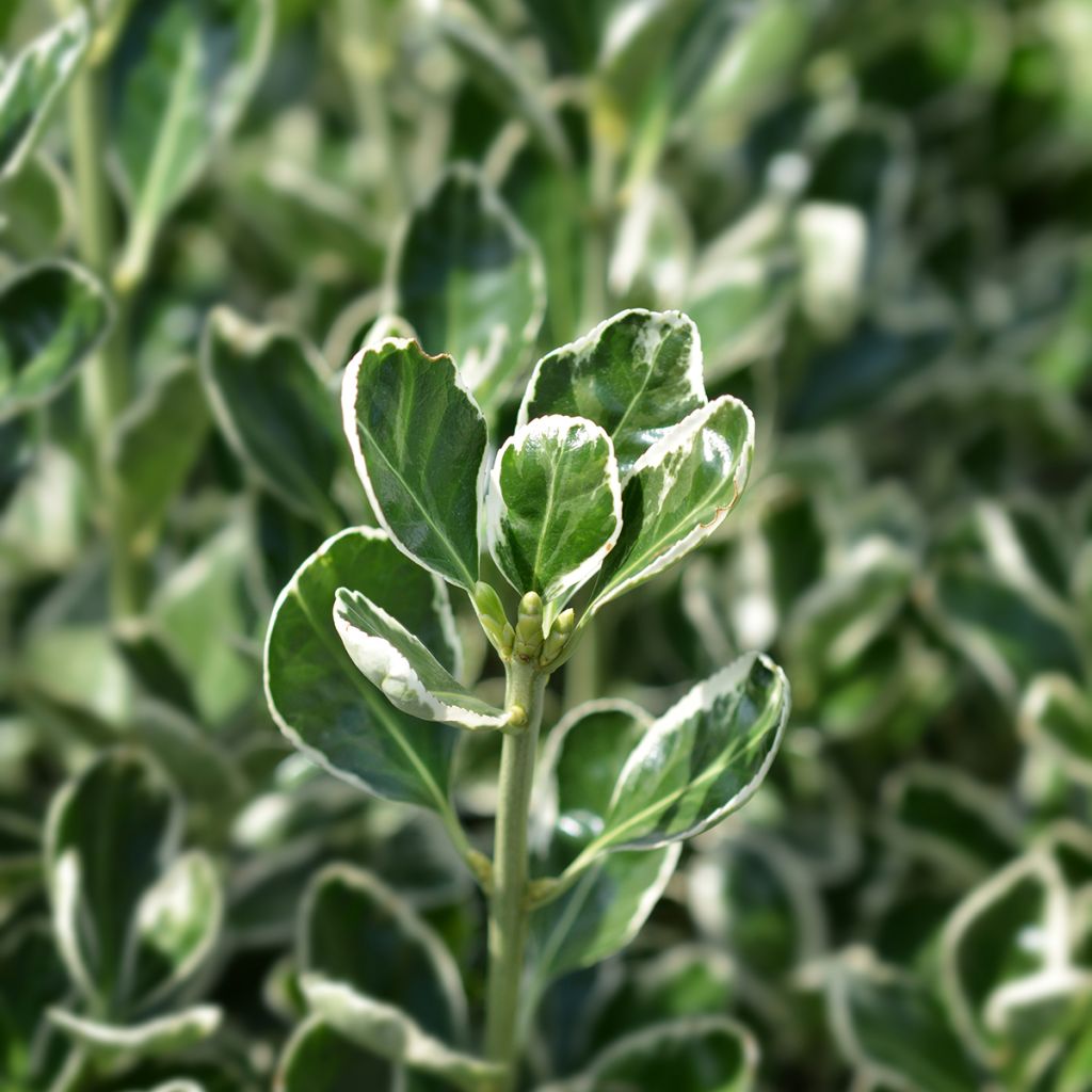 Euonymus japonicus Bravo - Japanese Spindle
