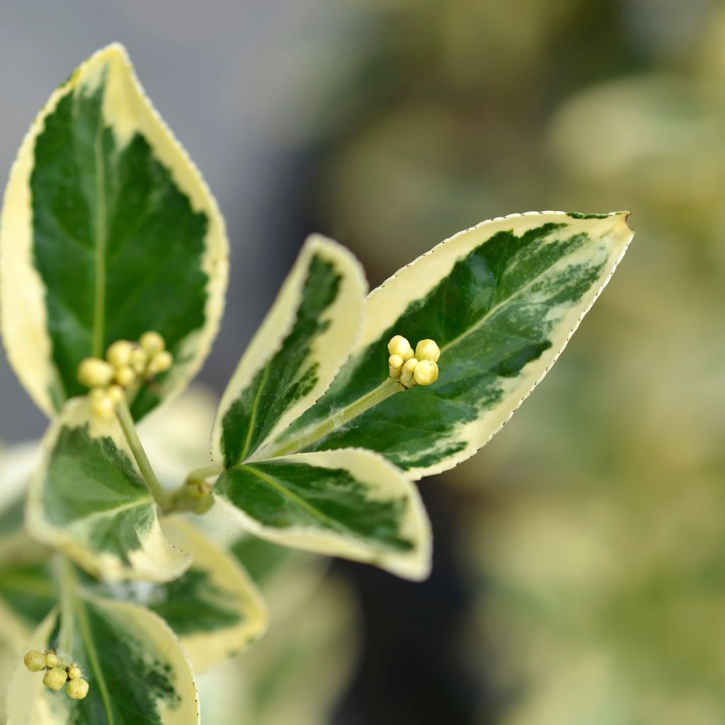 Euonymus japonicus Bravo - Japanese Spindle