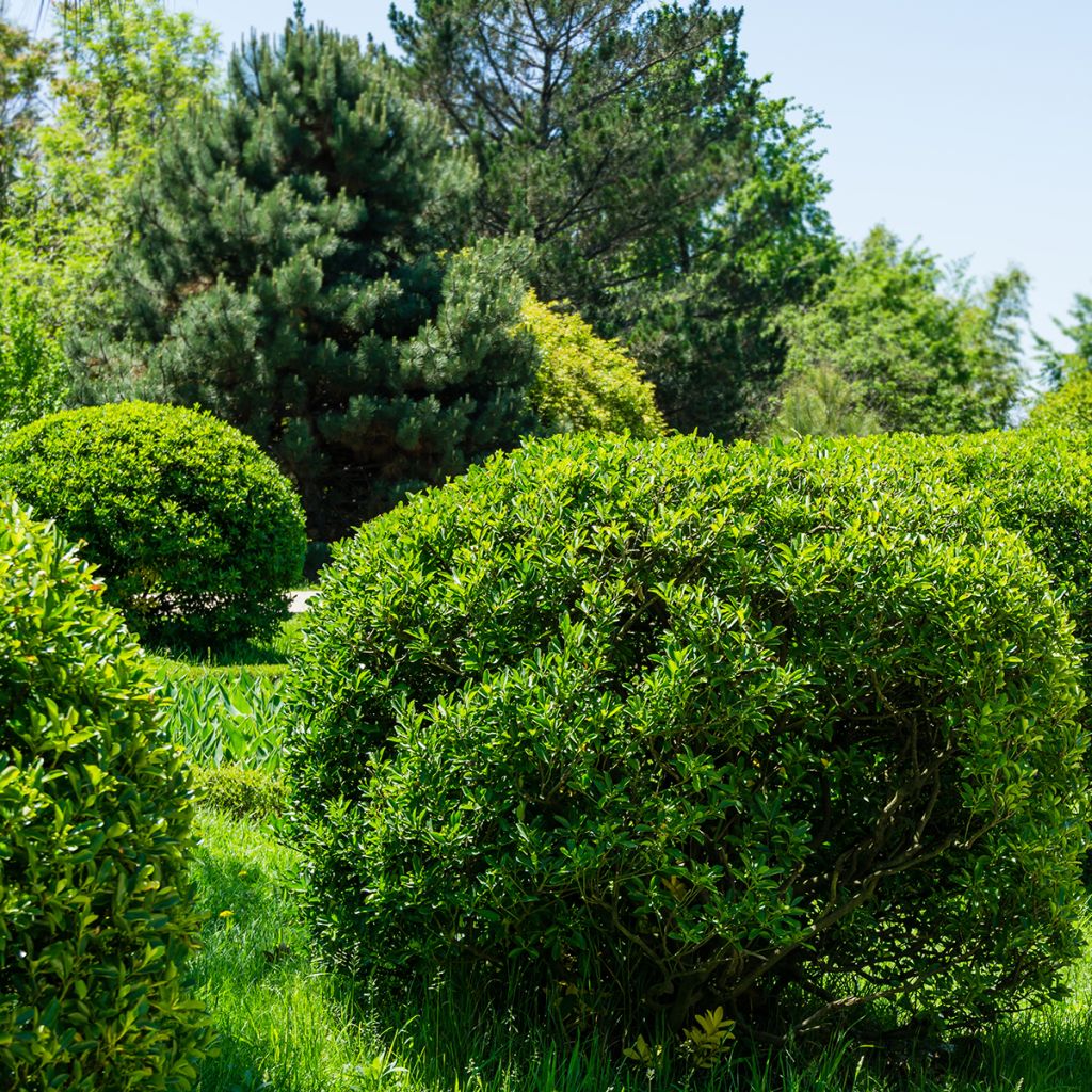 Euonymus japonicus - Japanese Spindle